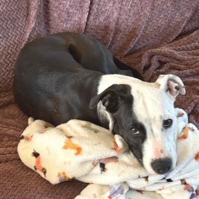 Enlarge Francie, a Adoptable Mixed Breed in Kansas City, MO image 4/6