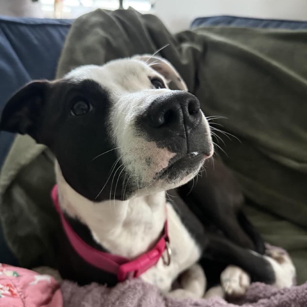 Francie, a Adoptable Mixed Breed in Kansas City, MO image 5/6