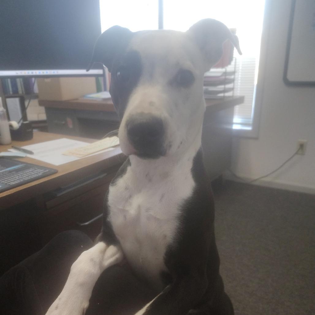 Enlarge Francie, a Adoptable Mixed Breed in Kansas City, MO image 6/6