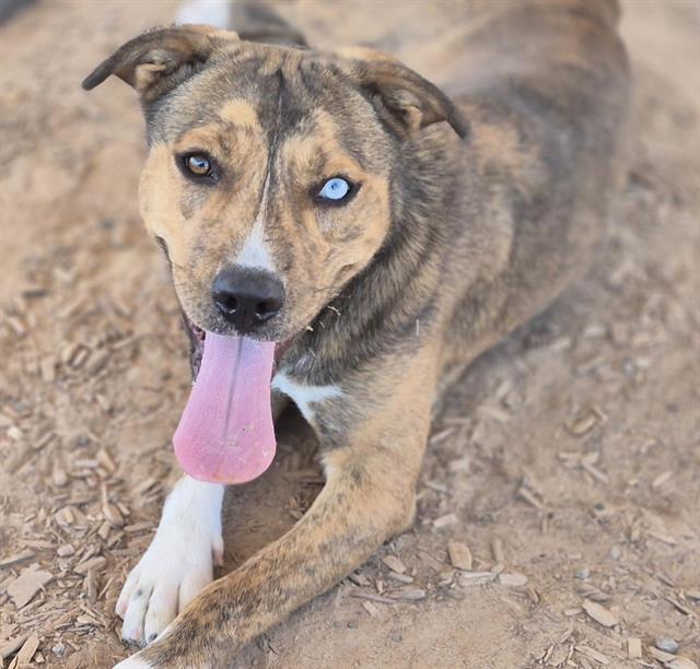 CANDY, Adoptable, Young Female Husky & Pit Bull Terrier.