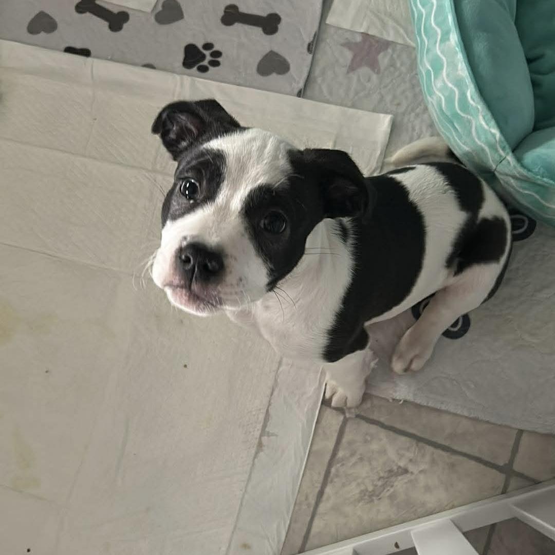 Enlarge Fruit Loops, a ADOPTABLE mixed breed in China Township, MI image 6/6
