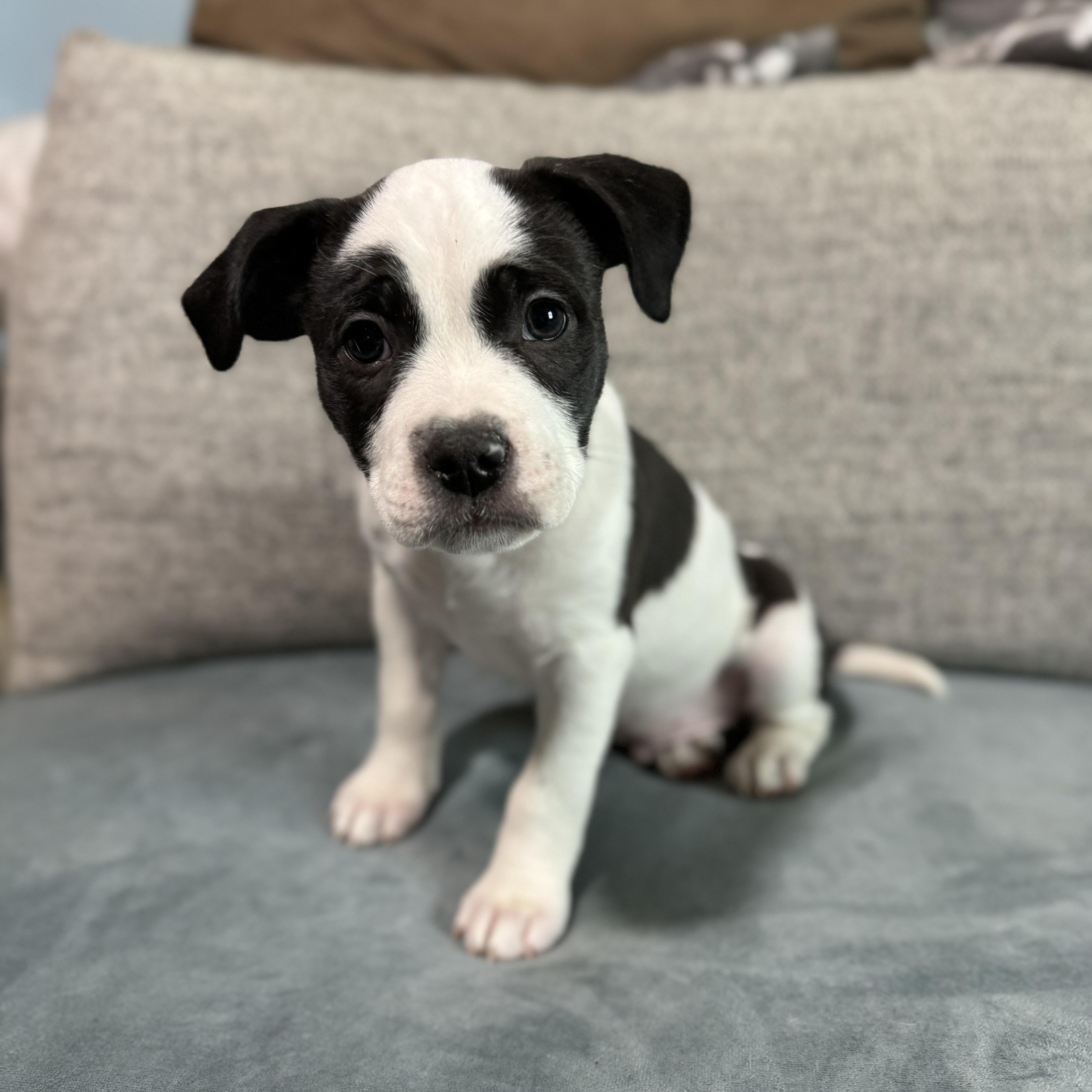 Enlarge Fruit Loops, a ADOPTABLE mixed breed in China Township, MI image 4/6