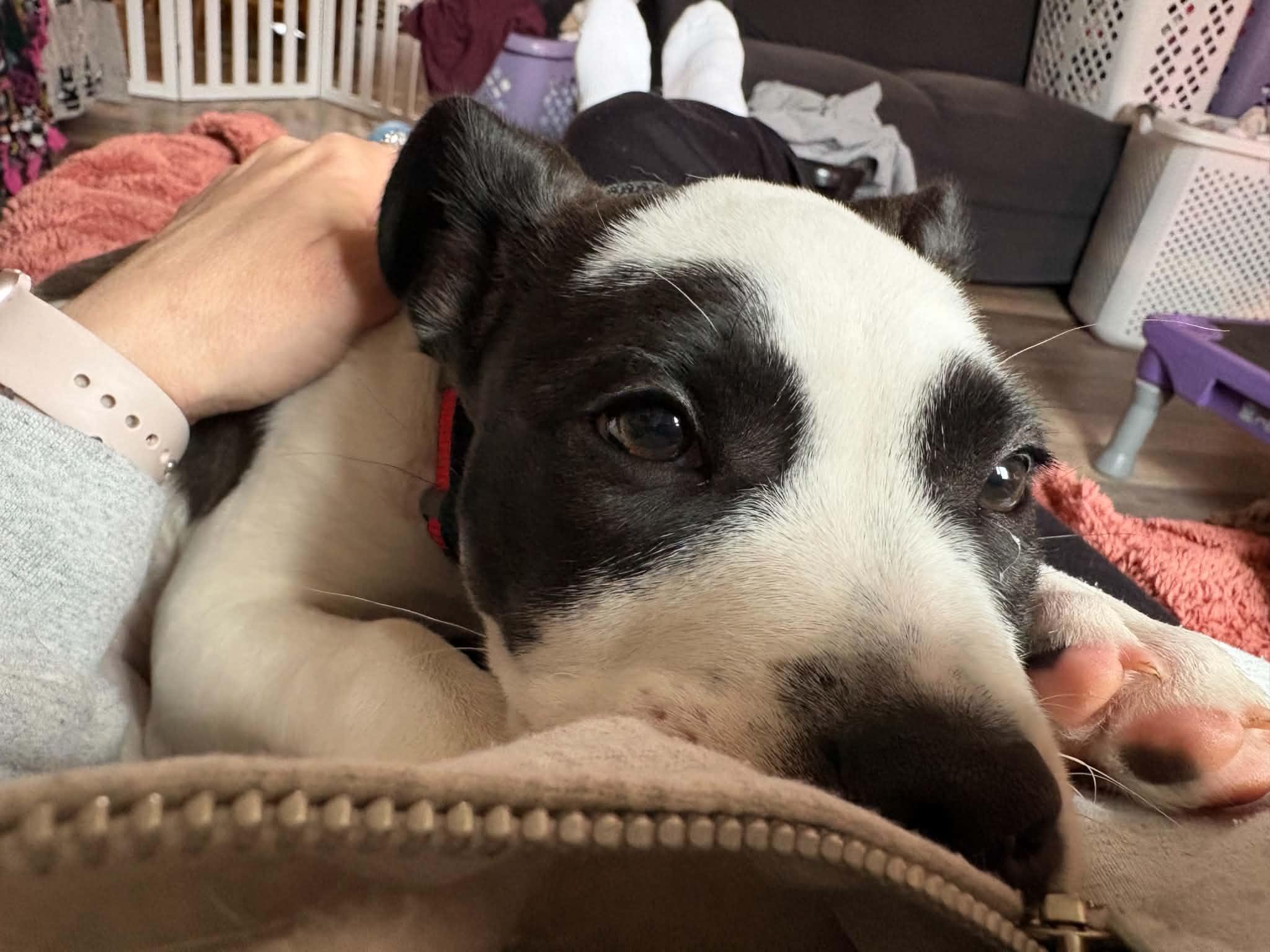 Fruit Loops - Adopted | Petfinder