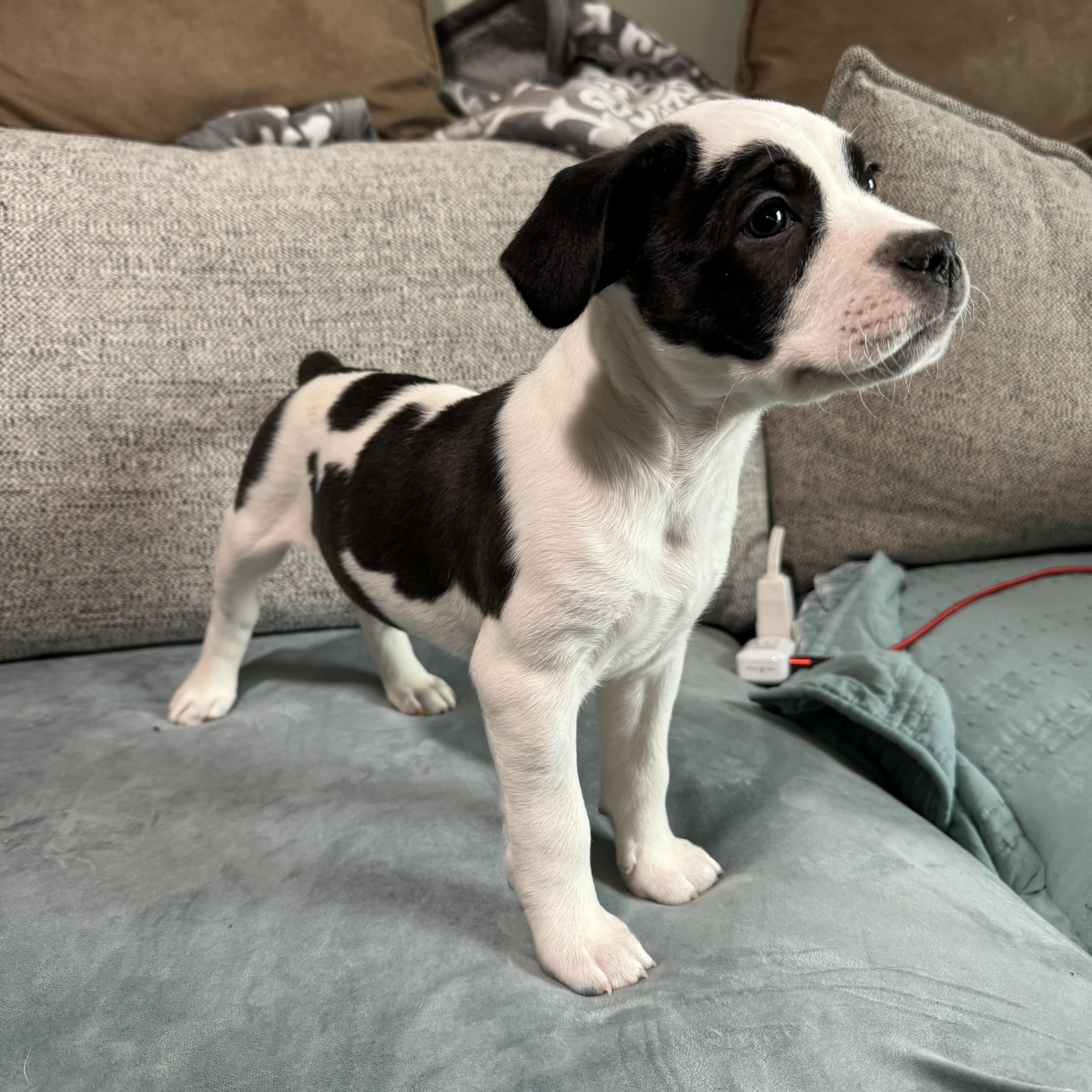 Enlarge Fruit Loops, a ADOPTABLE mixed breed in China Township, MI image 3/6