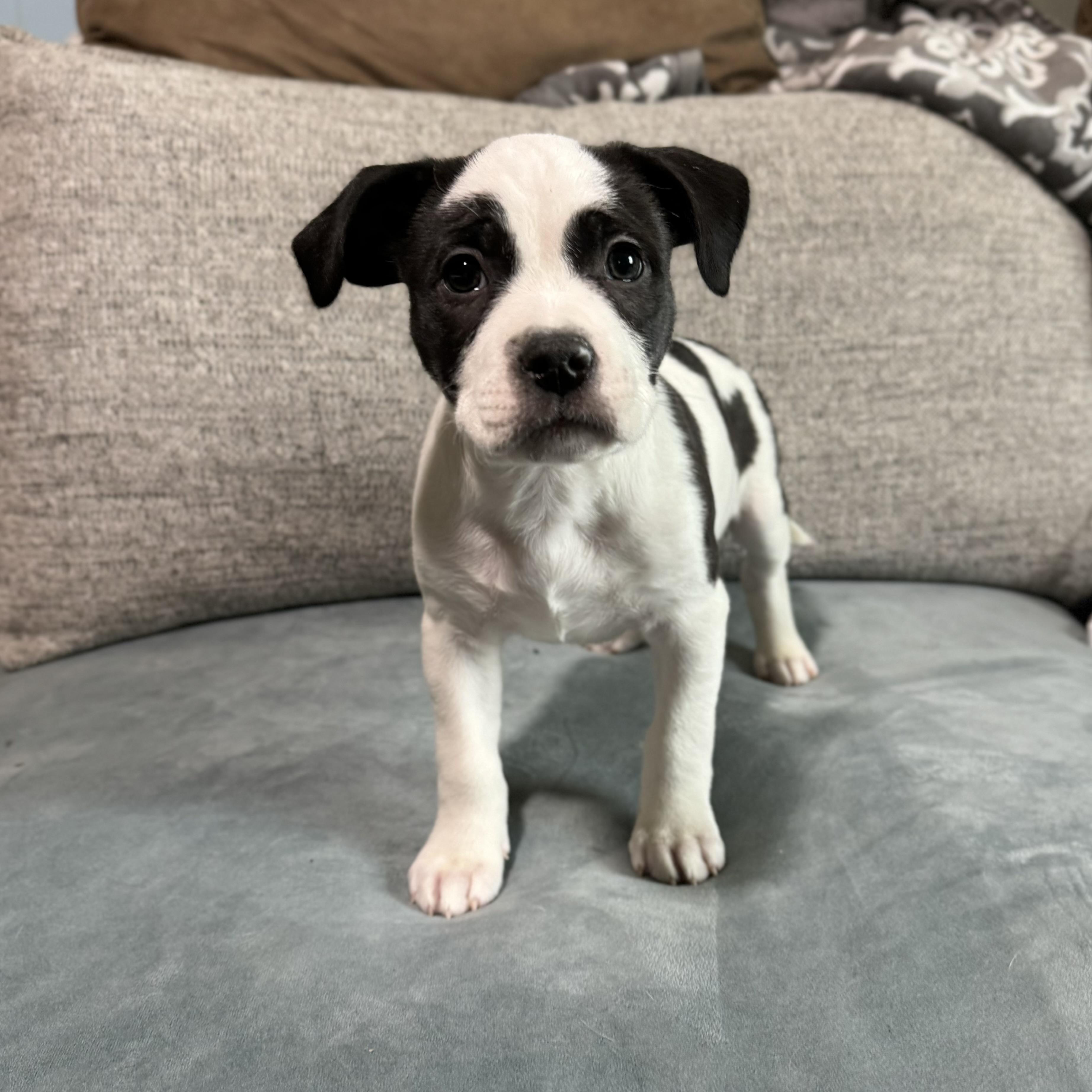 Fruit Loops, ADOPTABLE, Puppy Male Pit Bull Terrier.