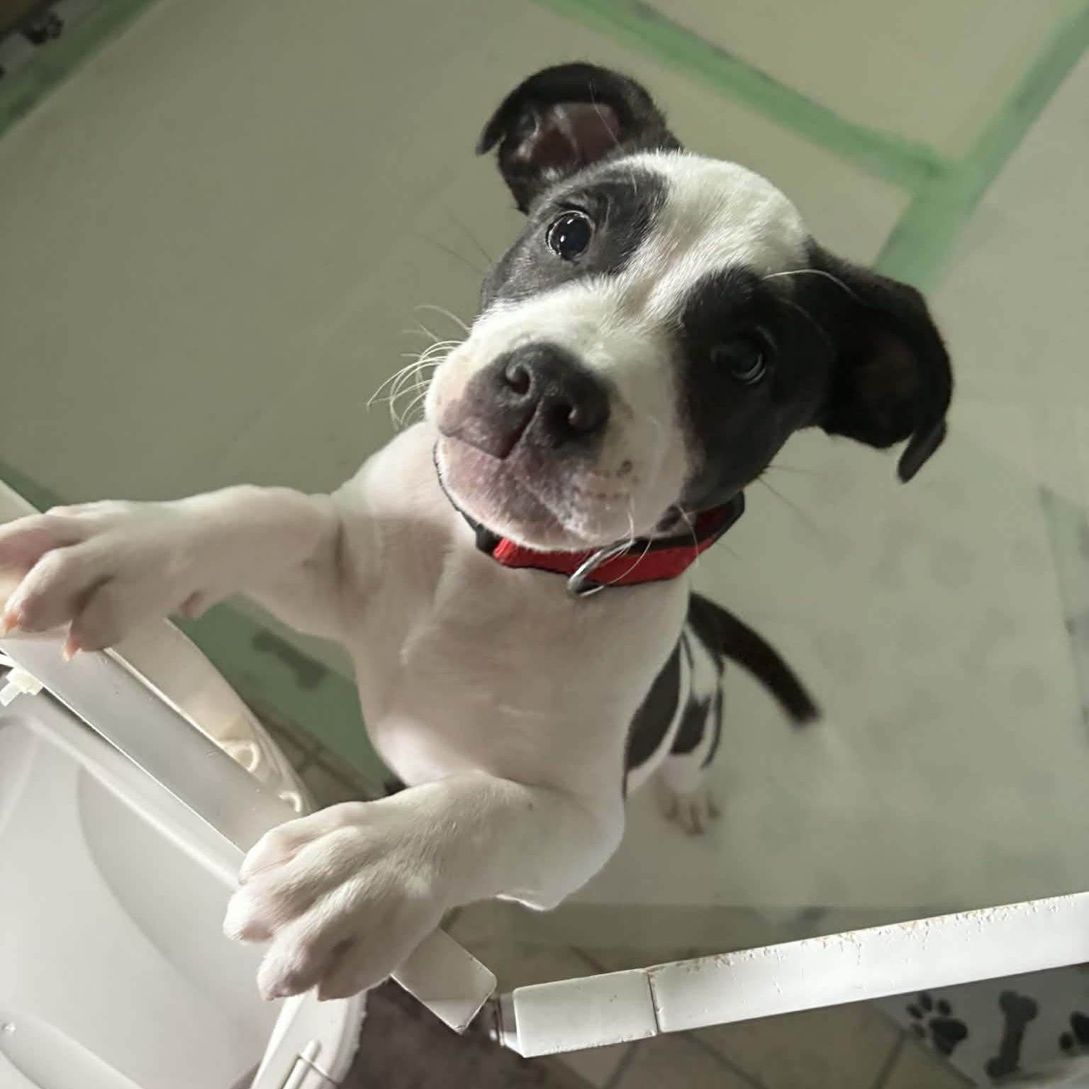 Enlarge Fruit Loops, a ADOPTABLE mixed breed in China Township, MI image 1/6