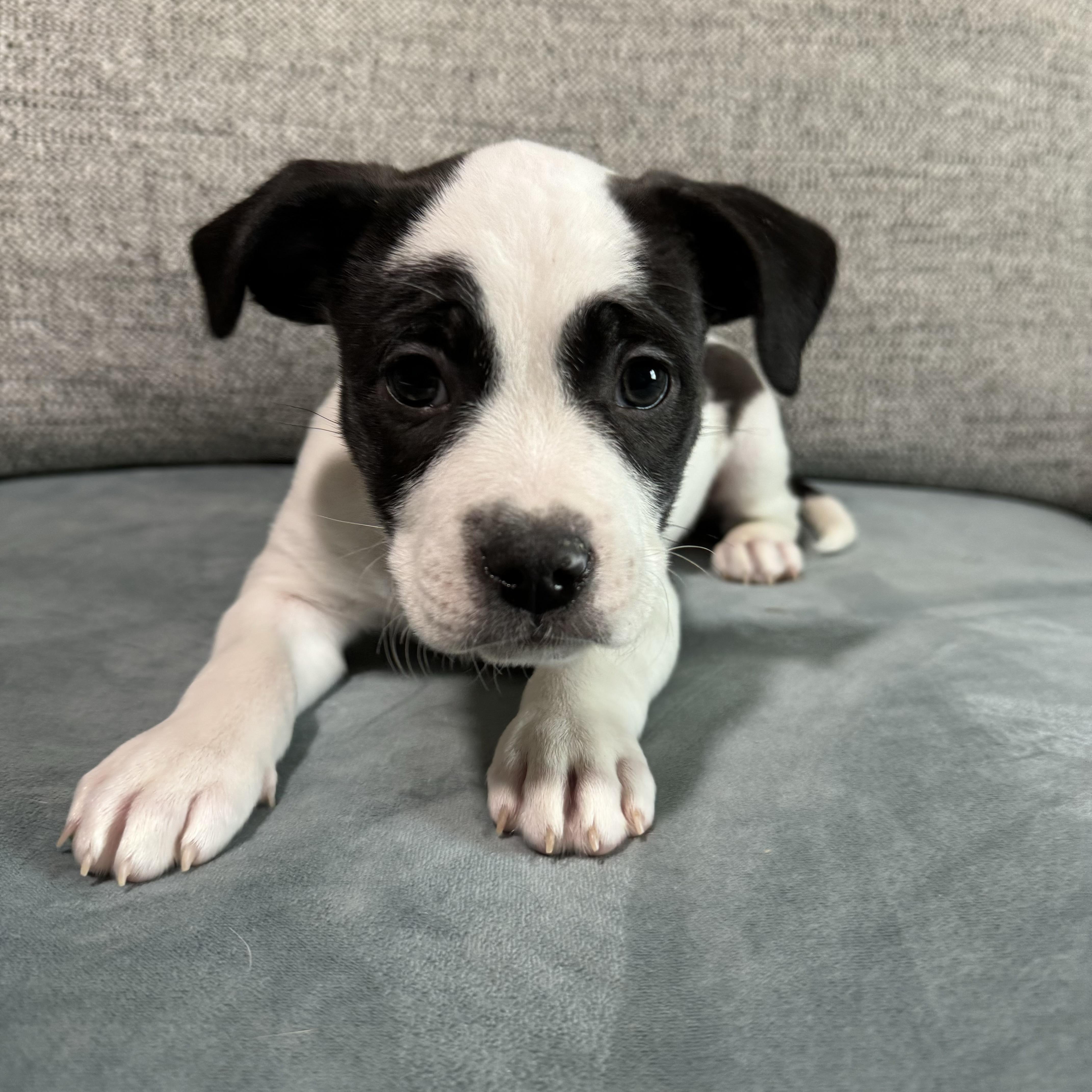 Enlarge Fruit Loops, a ADOPTABLE mixed breed in China Township, MI image 5/6