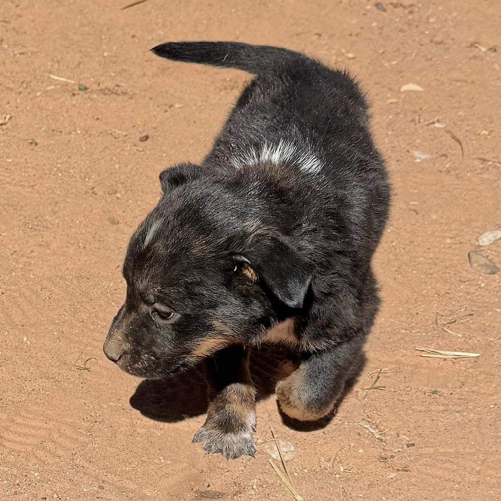 Tux, Adoptable, Puppy Male Shepherd.