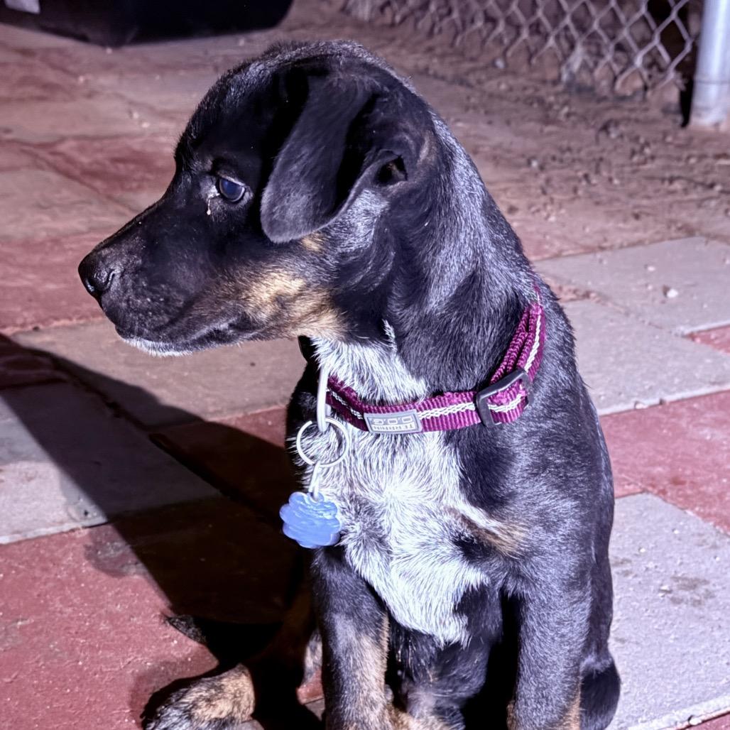 Enlarge Tux, a Adoptable Shepherd in Tuba City, AZ image 2/6
