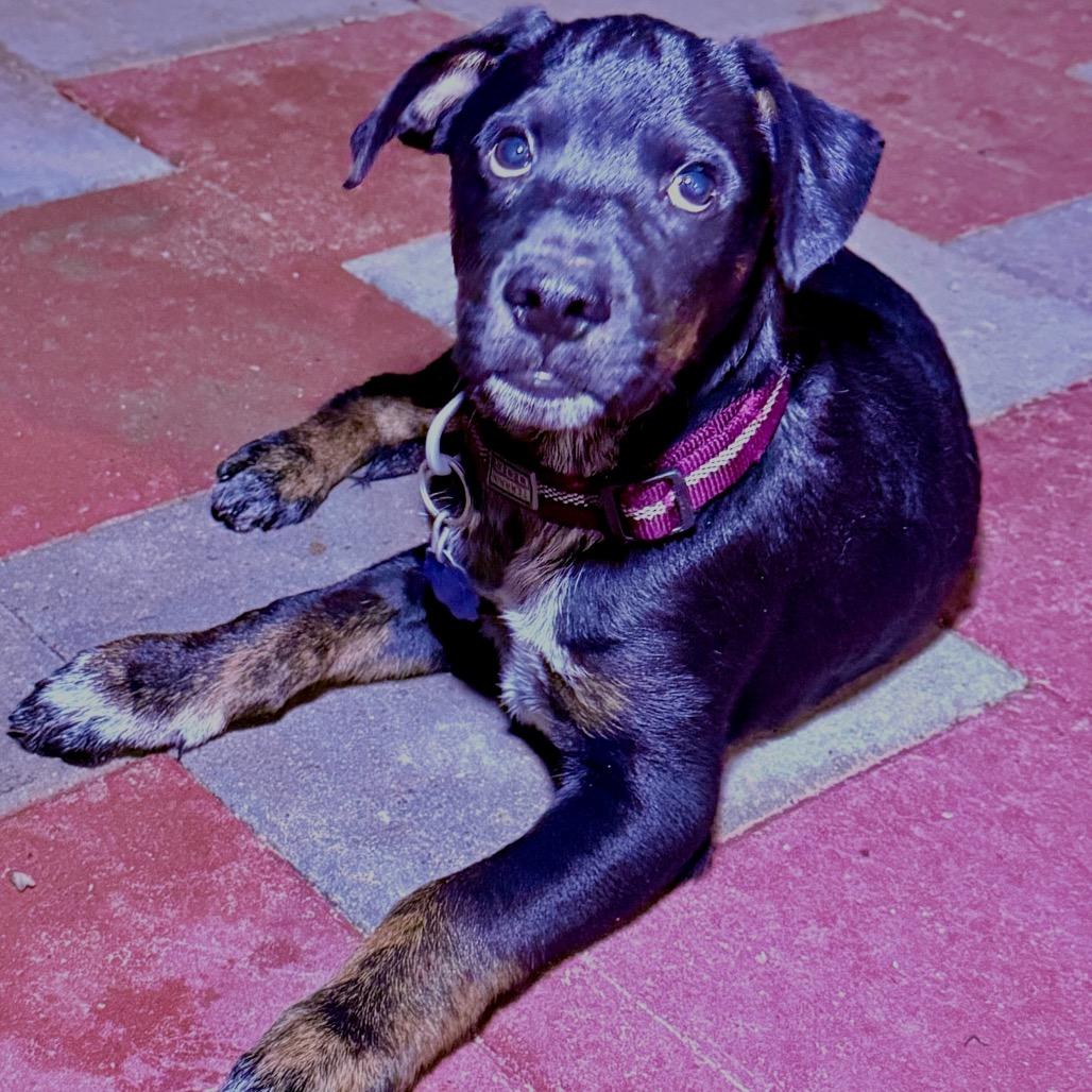 Enlarge Tux, a Adoptable Shepherd in Tuba City, AZ image 3/6