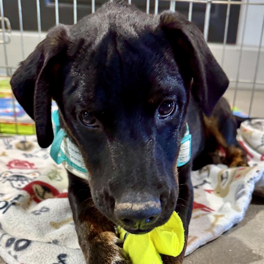 Enlarge Tux, a Adoptable Shepherd in Tuba City, AZ image 4/6