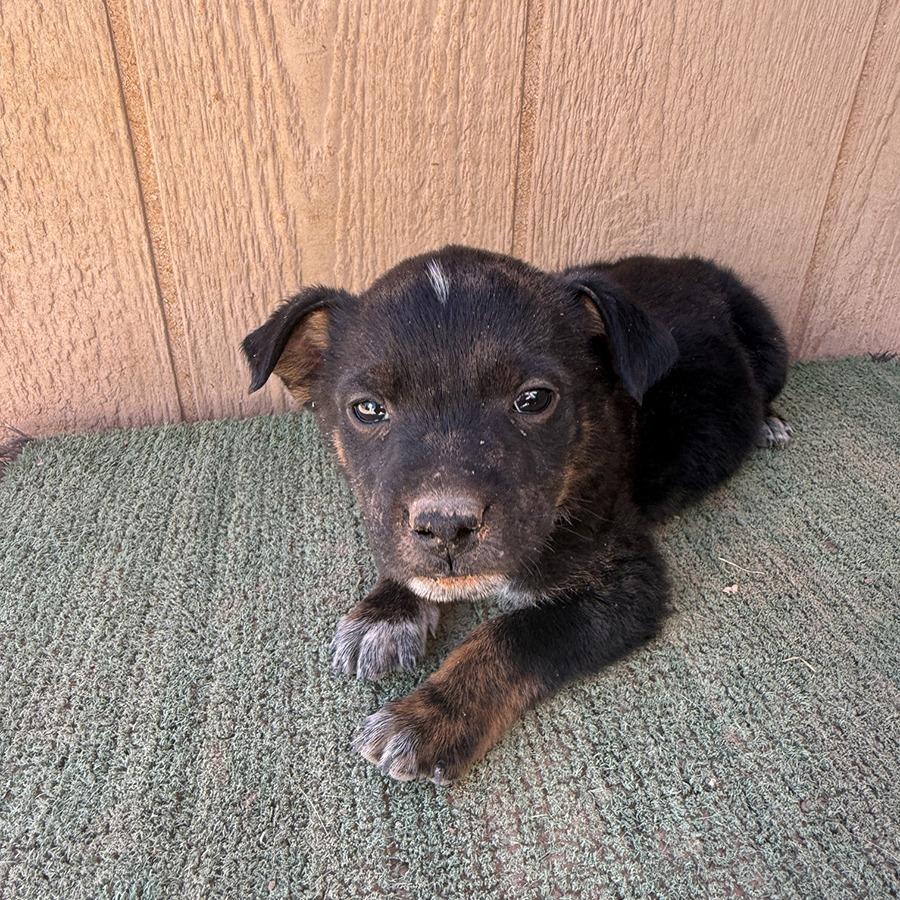 Enlarge Tux, a Adoptable Shepherd in Tuba City, AZ image 5/6
