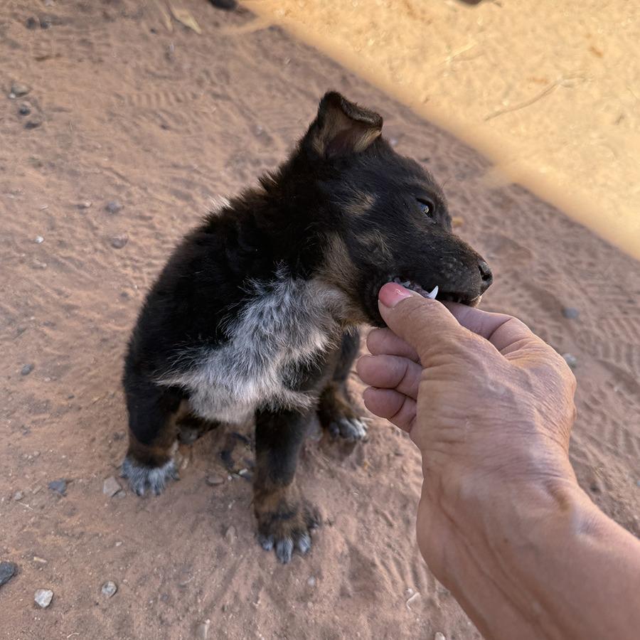 Enlarge Tux, a Adoptable Shepherd in Tuba City, AZ image 6/6