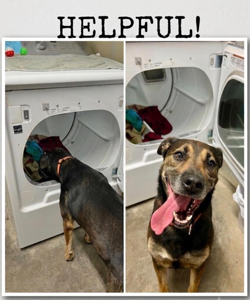 Rocky, Adoptable, Adult Male Labrador Retriever & Mixed Breed.