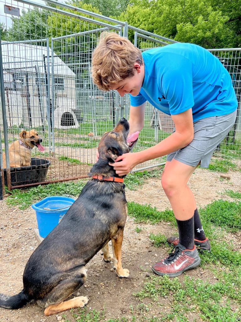 Rocky, a Adoptable mixed breed in Saint James, MN image 1/4