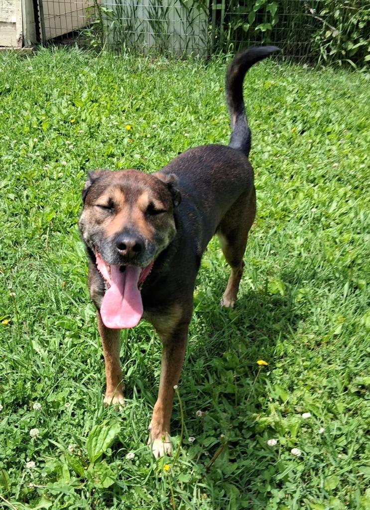 Rocky, a Adoptable mixed breed in Saint James, MN image 3/4