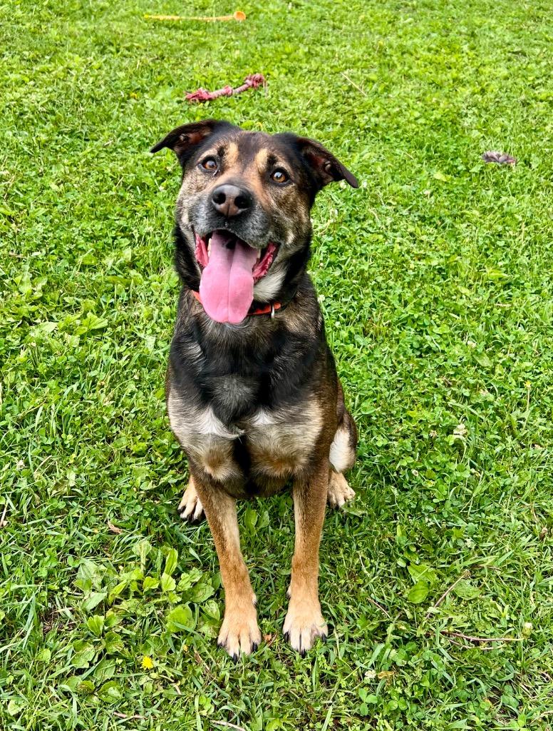 Rocky, a Adoptable mixed breed in Saint James, MN image 4/4