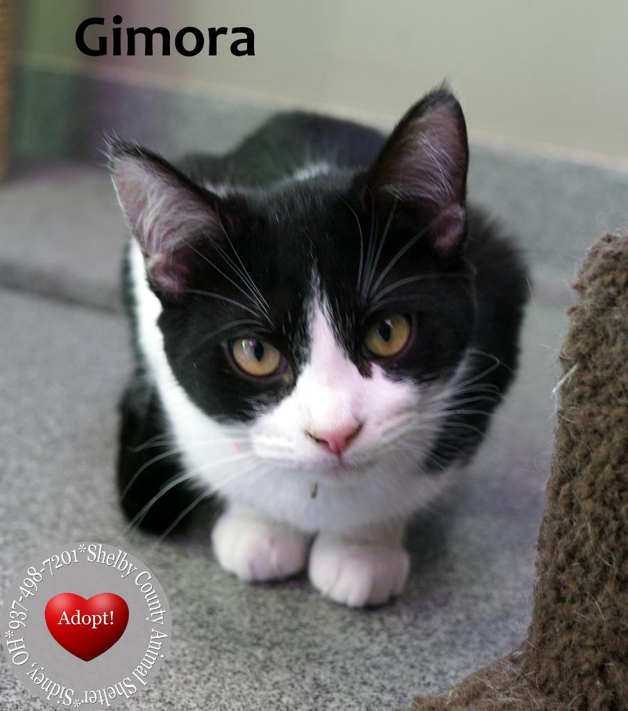 Enlarge Gimora, a Adopted mixed breed in Sidney, OH image 1/2