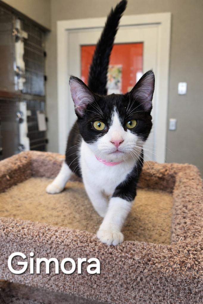 Enlarge Gimora, a Adopted mixed breed in Sidney, OH image 2/2