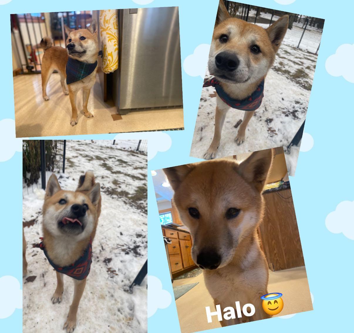 Halo, adopted, Adult Male Shiba Inu.