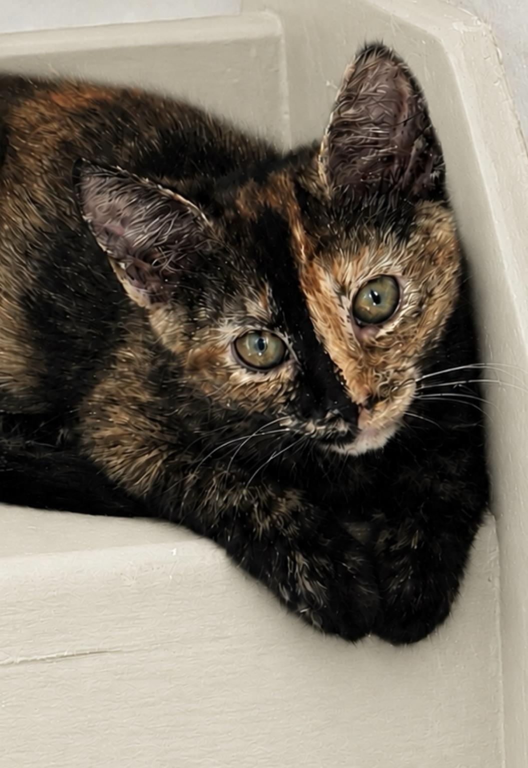 Enlarge June, a Adopted Domestic Short Hair in Old Bridge, NJ image 2/2