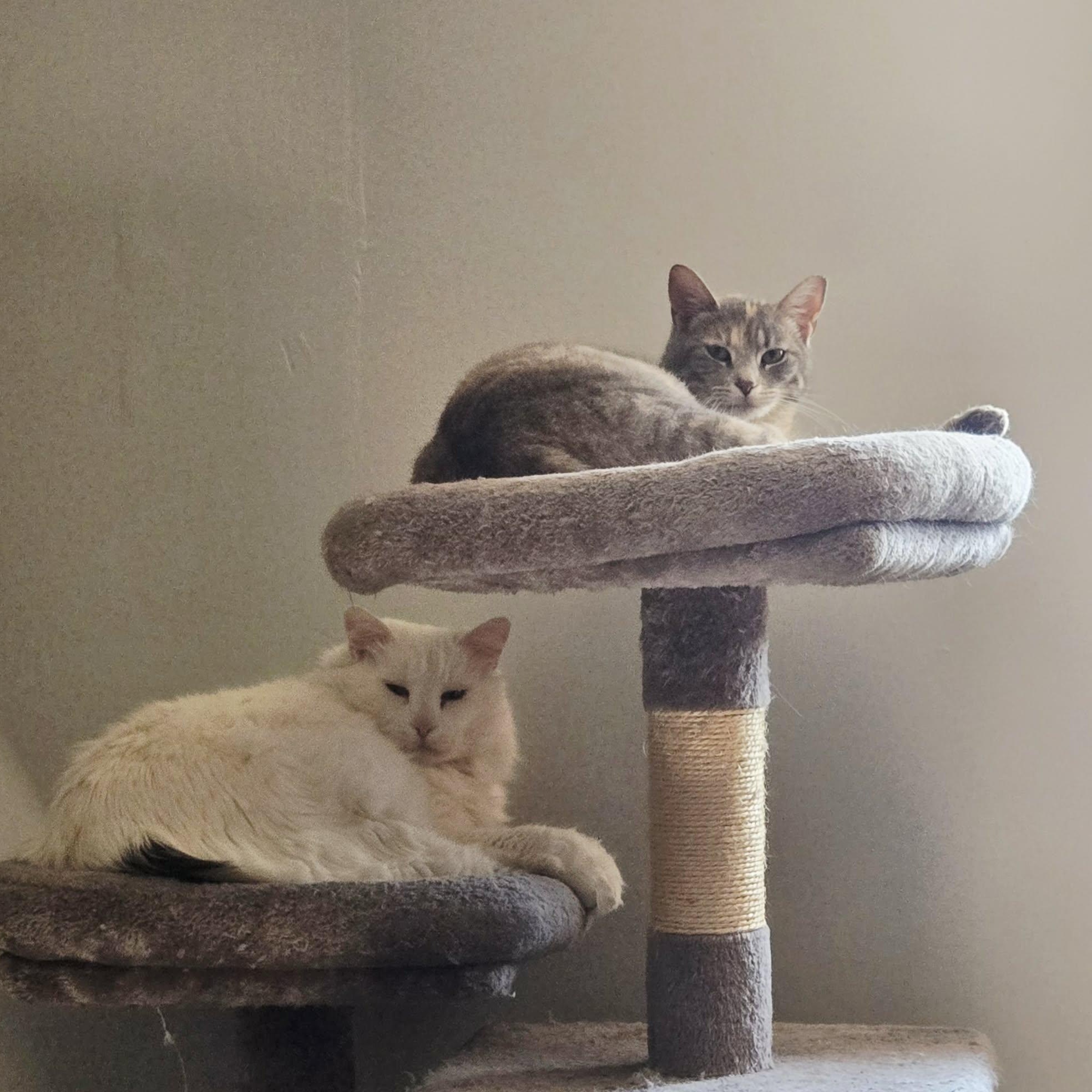 Enlarge Fog, a Adoptable Domestic Short Hair in Lincoln, NE image 3/6