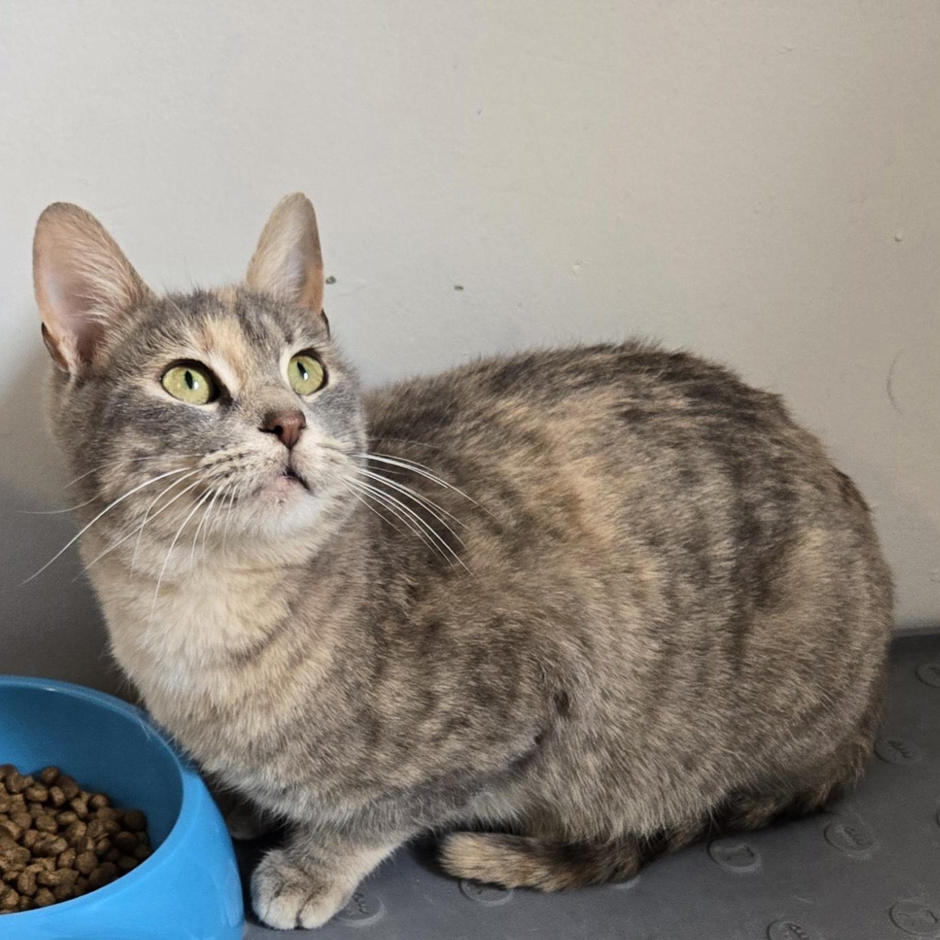 Enlarge Fog, a Adoptable Domestic Short Hair in Lincoln, NE image 1/6