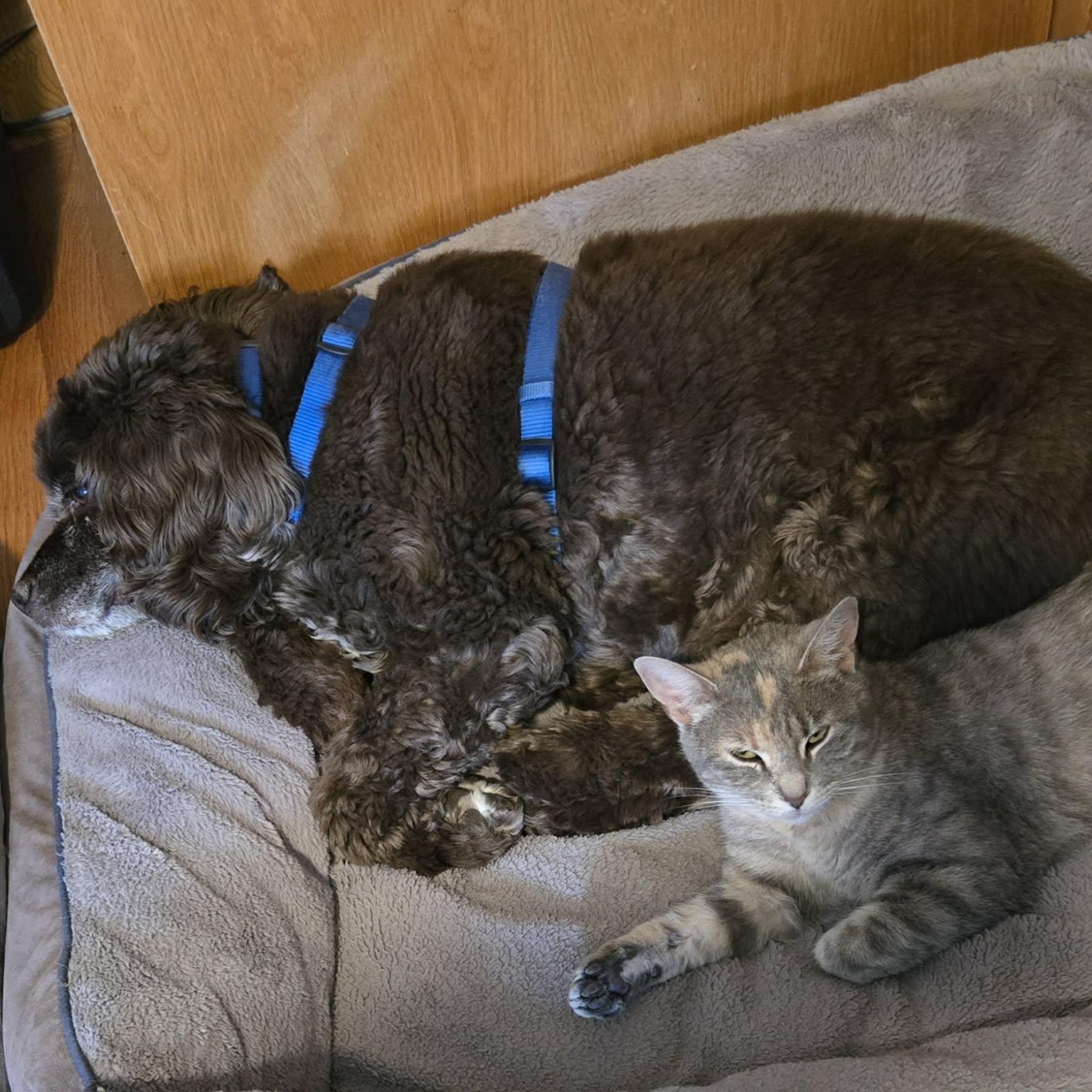 Enlarge Fog, a Adoptable Domestic Short Hair in Lincoln, NE image 5/6