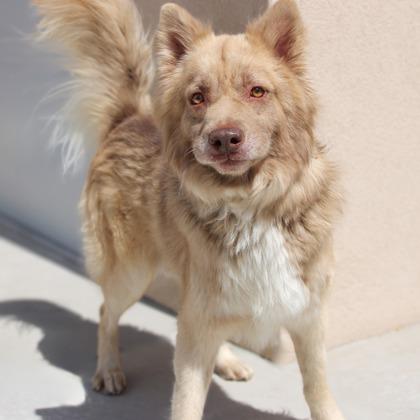 Fluffernutter, a Adoptable mixed breed in Phoenix, AZ image 1/3