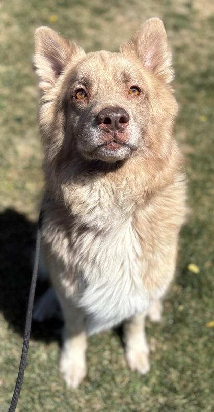 Fluffernutter, a Adoptable mixed breed in Phoenix, AZ image 2/3