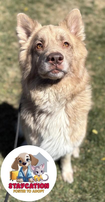 Fluffernutter, a Adoptable mixed breed in Phoenix, AZ image 3/3