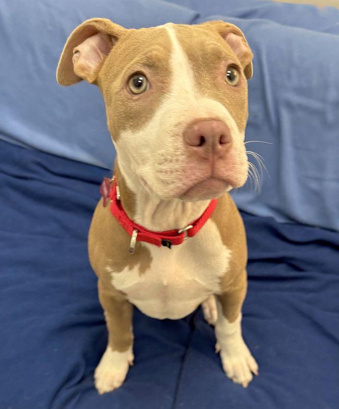 Jalepeno — thumbnail 2