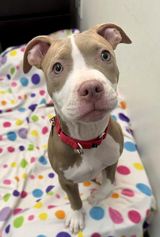 Enlarge Jalepeno, a ADOPTABLE Pit Bull Terrier in Berkeley, CA image 1/3