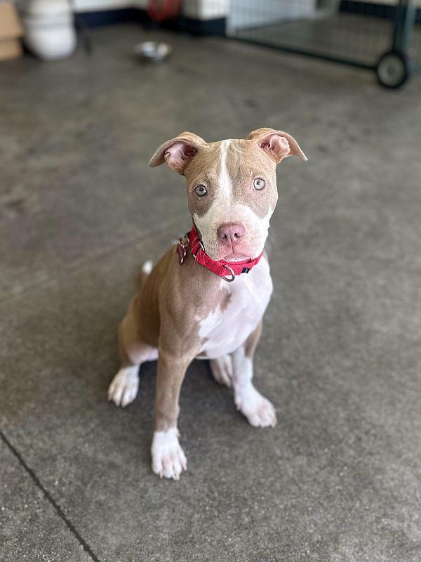 Jalepeno — thumbnail 4