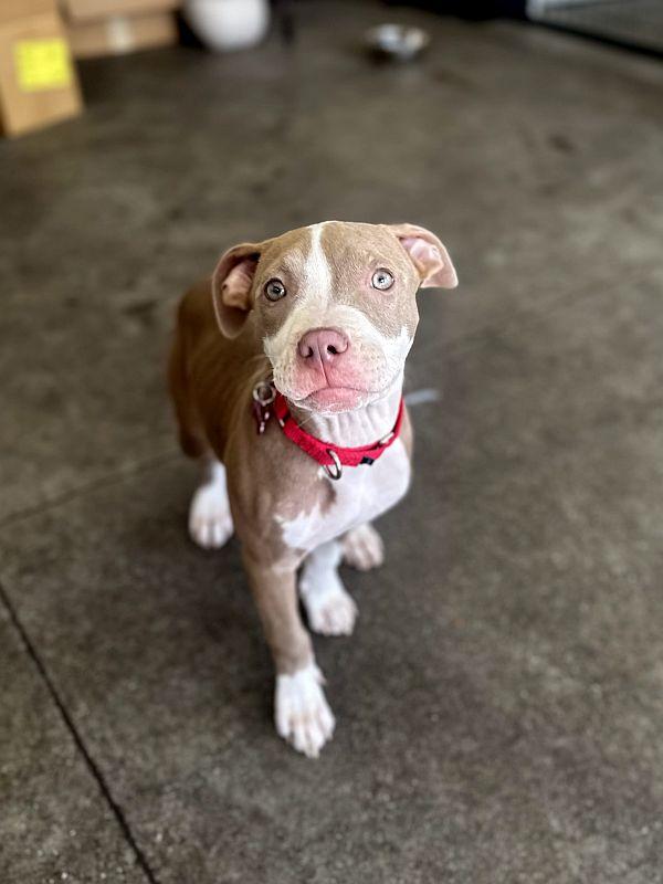 Jalepeno — thumbnail 5