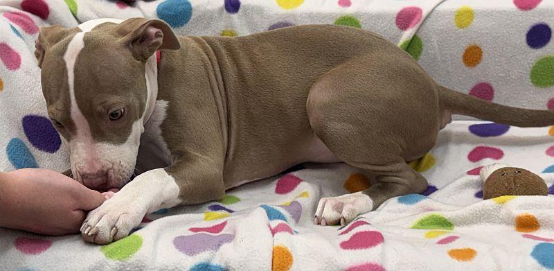 Enlarge Jalepeno, a ADOPTABLE Pit Bull Terrier in Berkeley, CA image 2/3