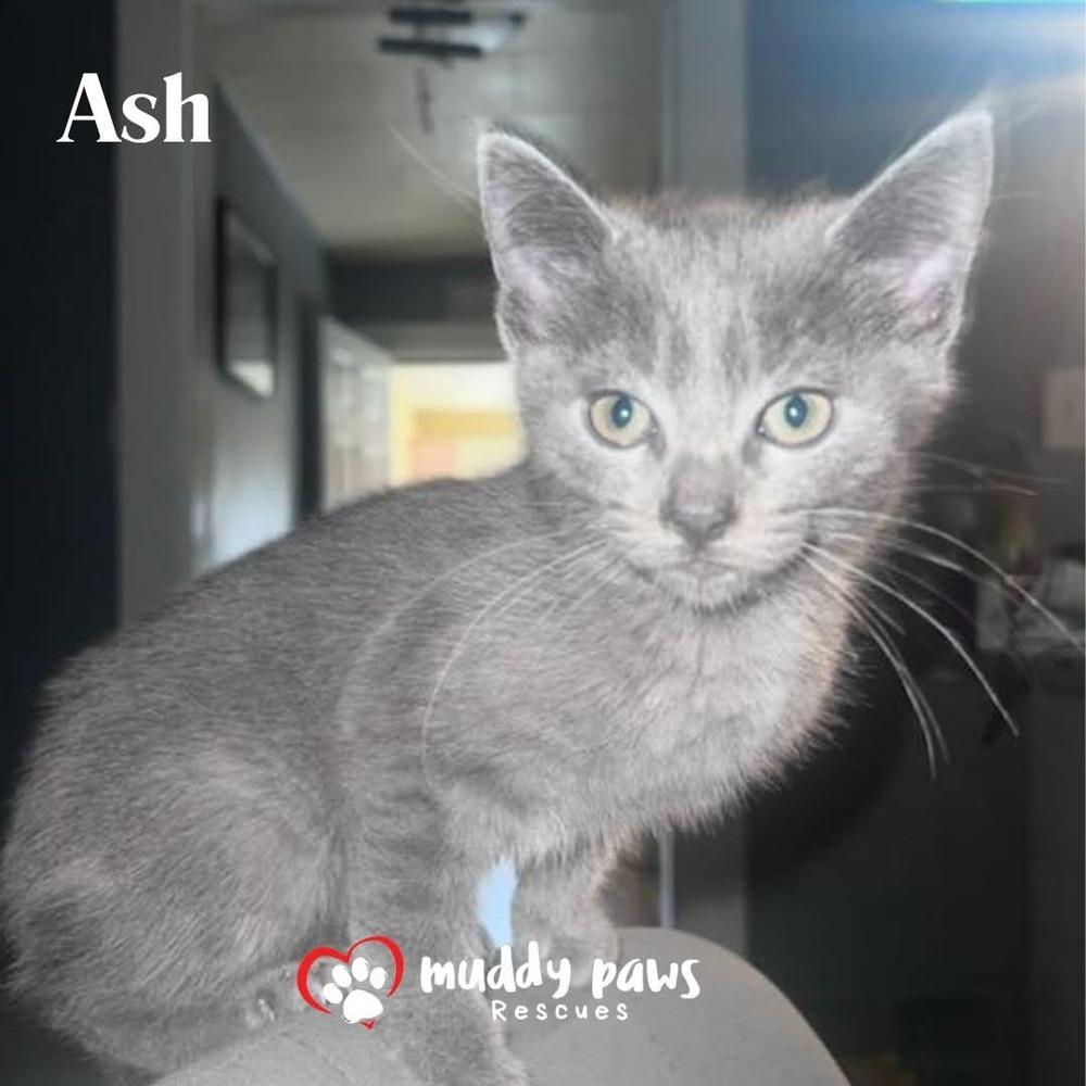 Three's Company Litter: Ash