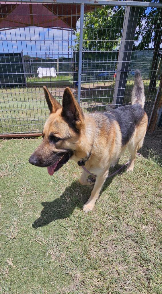 Enlarge DK, a Adoptable German Shepherd Dog in New Braunfels, TX image 1/6