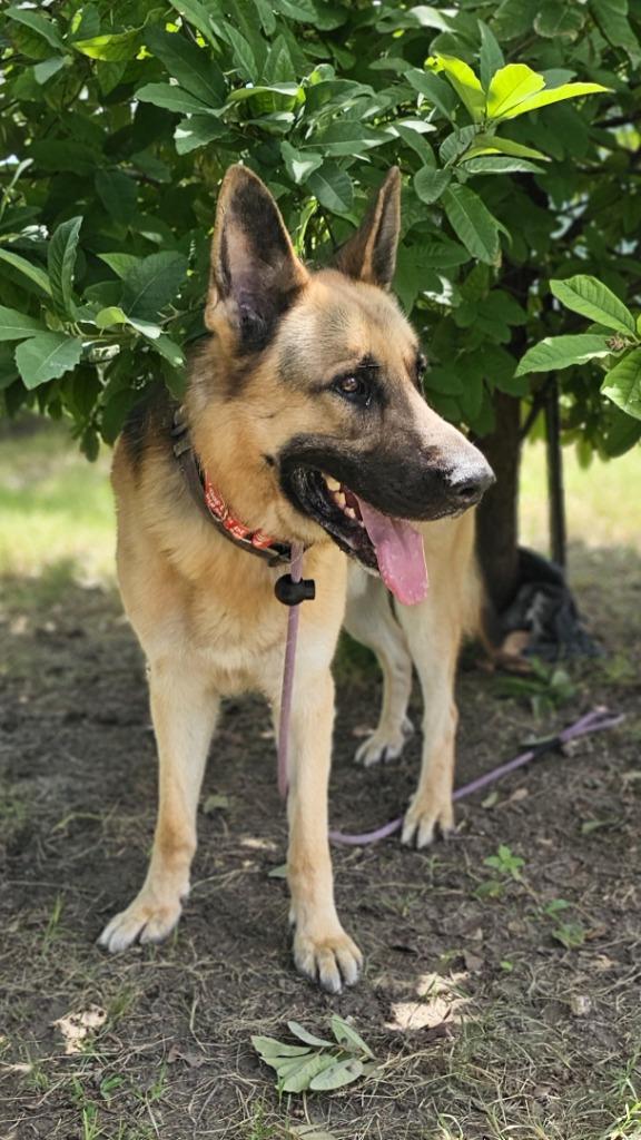 Enlarge DK, a Adoptable German Shepherd Dog in New Braunfels, TX image 2/6