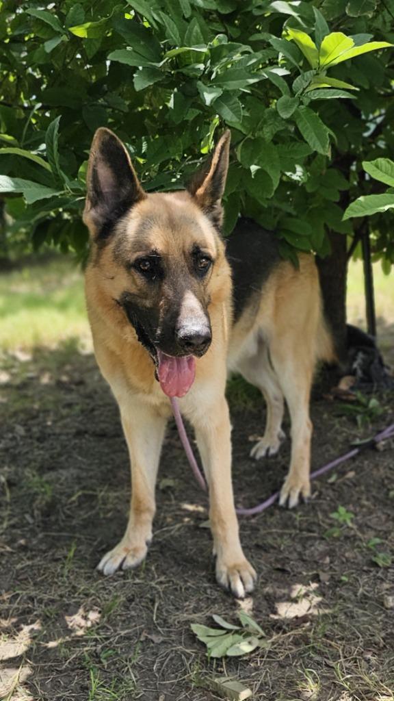 Enlarge DK, a Adoptable German Shepherd Dog in New Braunfels, TX image 3/6
