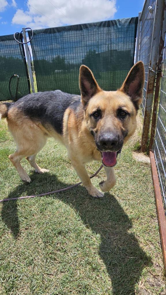 Enlarge DK, a Adoptable German Shepherd Dog in New Braunfels, TX image 4/6