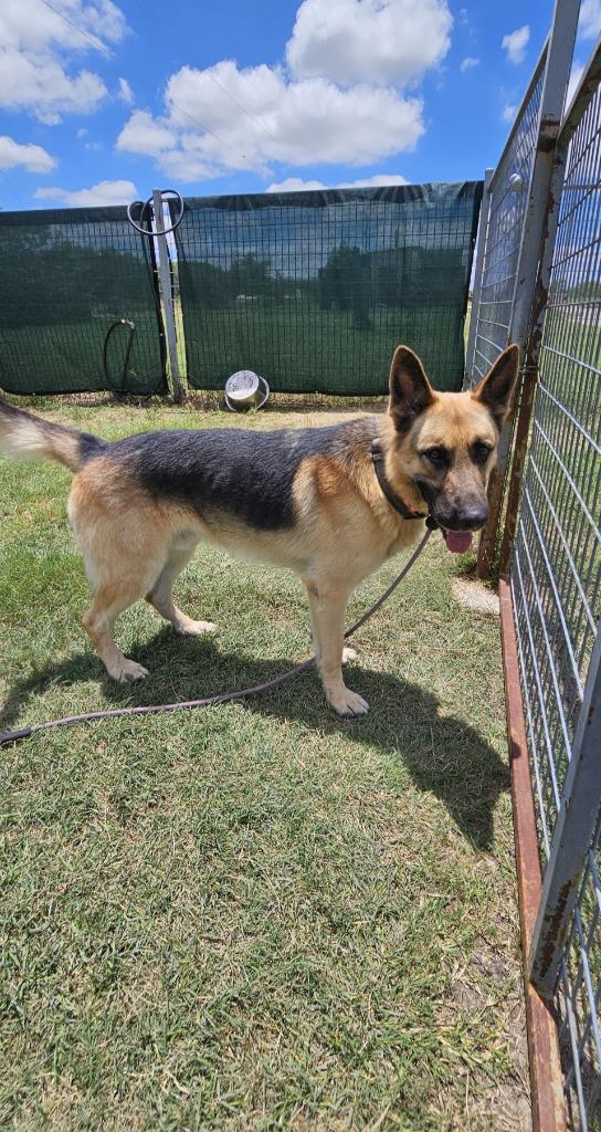 Enlarge DK, a Adoptable German Shepherd Dog in New Braunfels, TX image 5/6