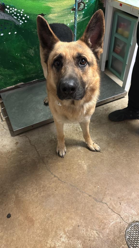 Enlarge DK, a Adoptable German Shepherd Dog in New Braunfels, TX image 1/1