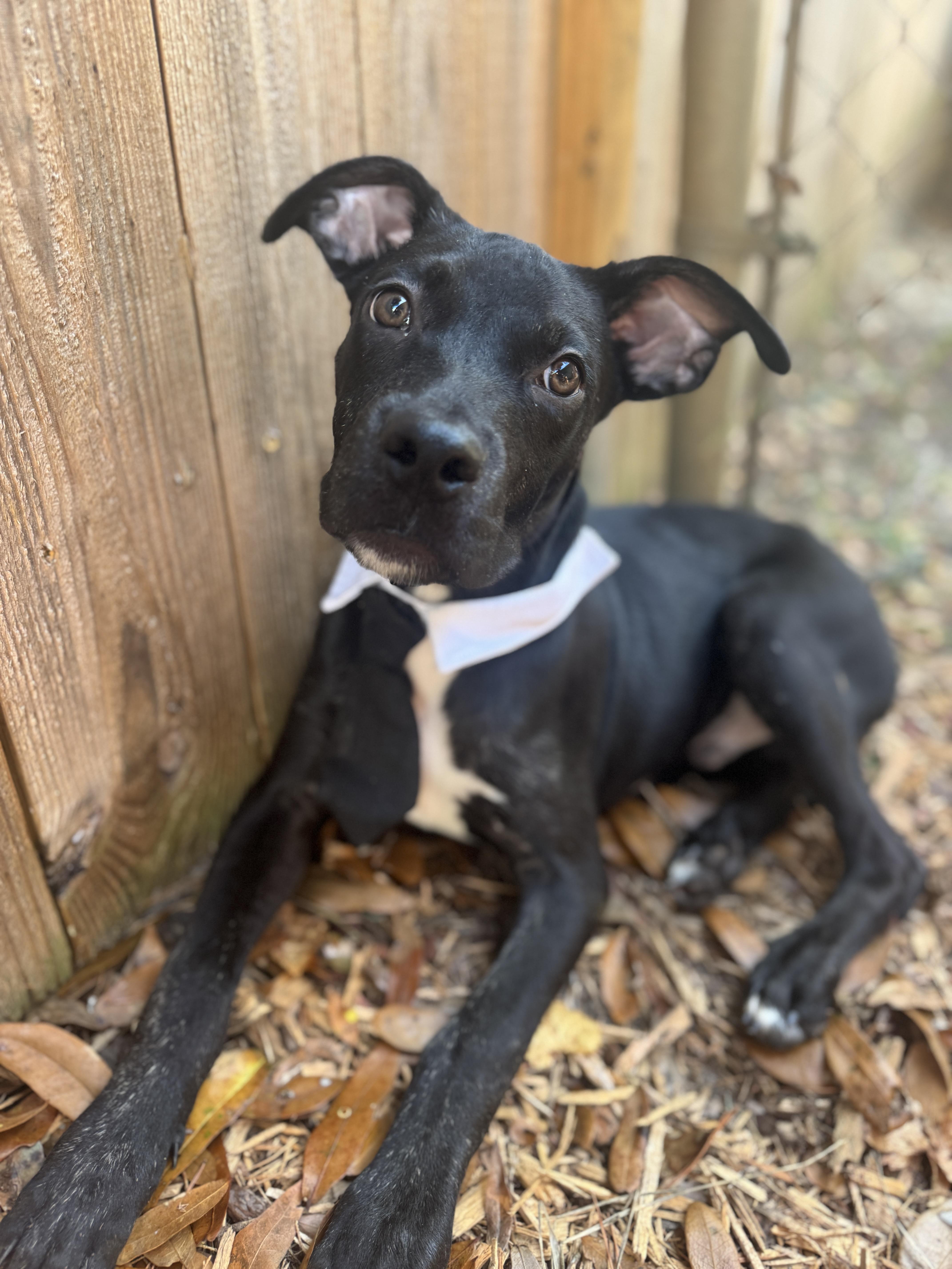 Batman, Adoptable, Puppy Male Labrador Retriever & Whippet.
