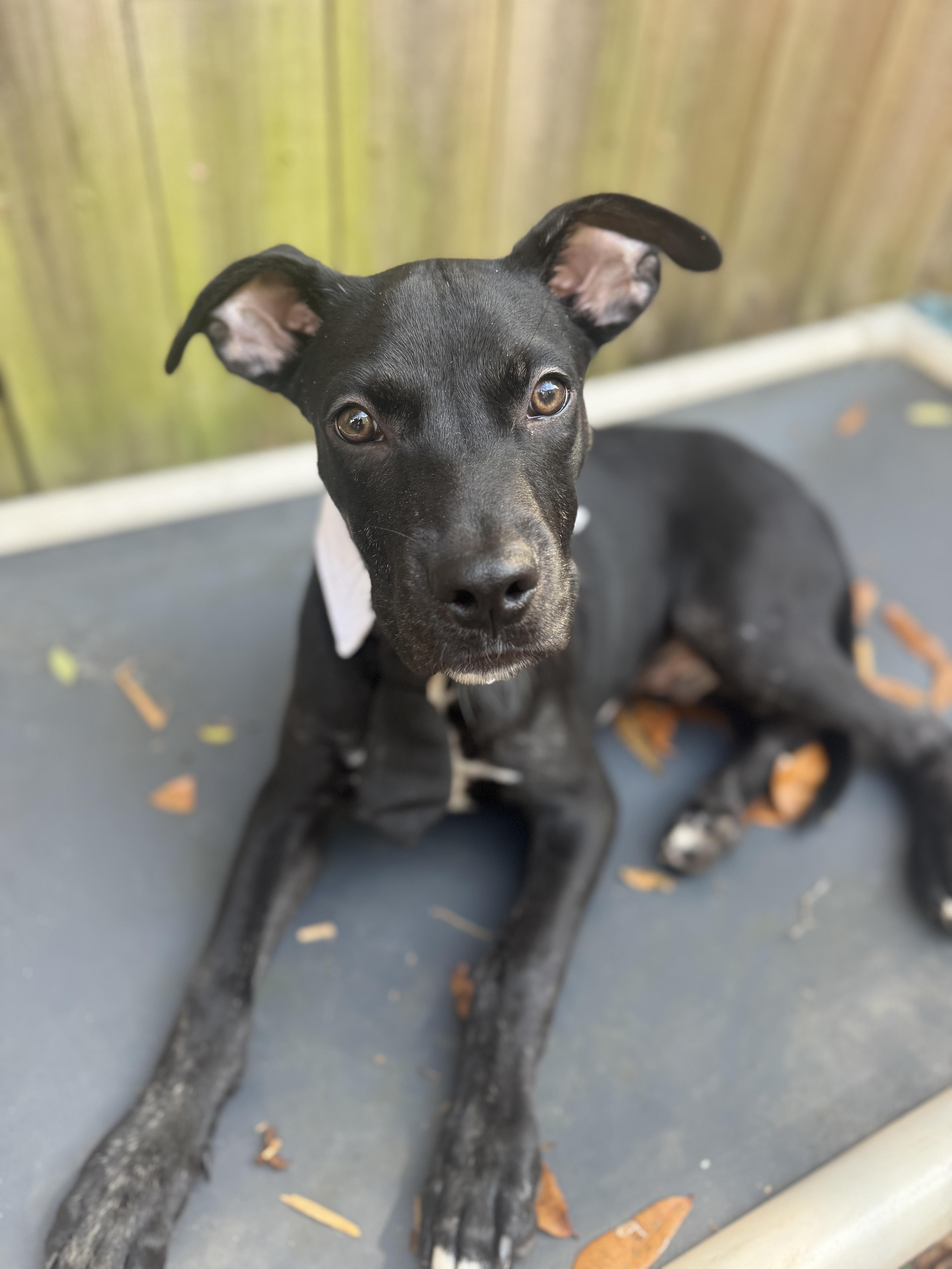 Enlarge Batman, a Adoptable mixed breed in Navarre, FL image 2/4
