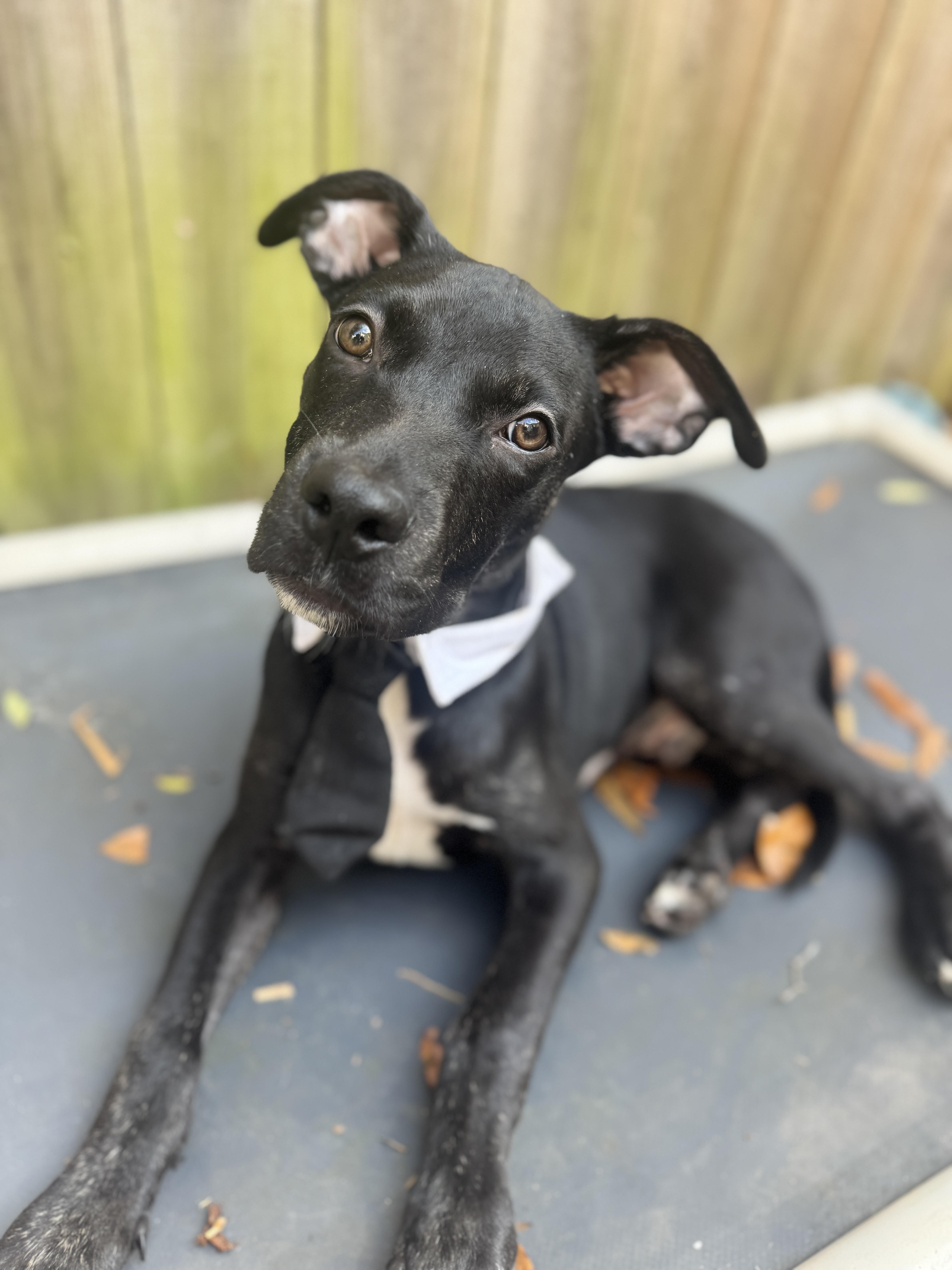 Enlarge Batman, a Adoptable mixed breed in Navarre, FL image 3/4