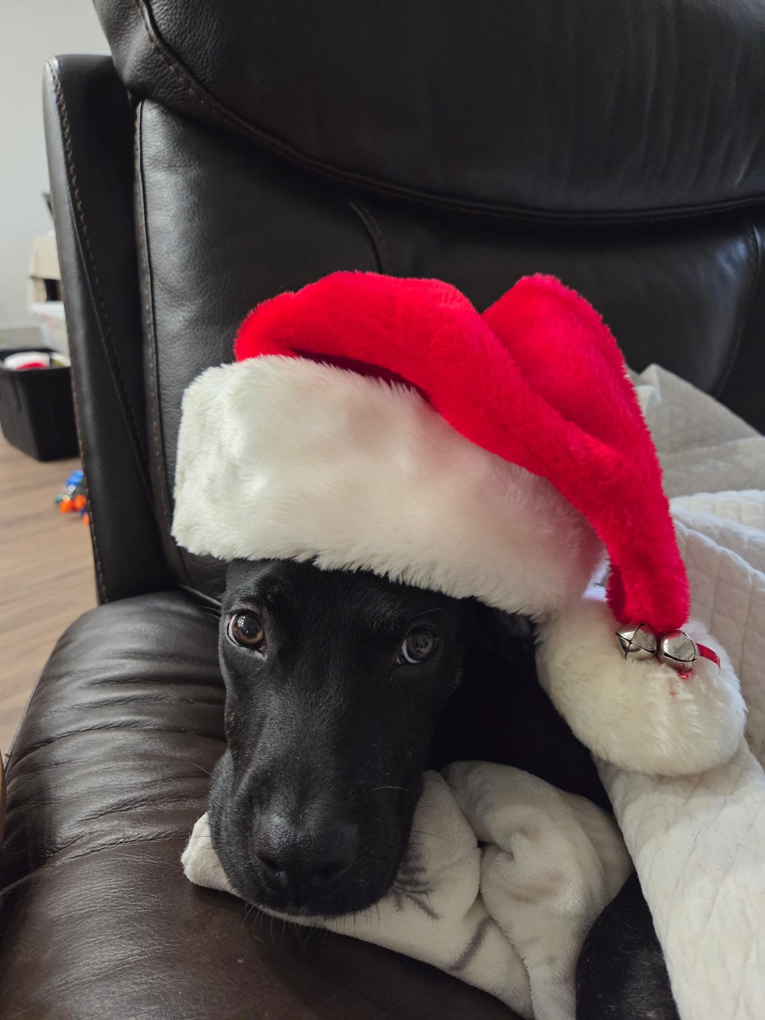 Batman, an adopted mixed breed in Navarre, FL image 4/5