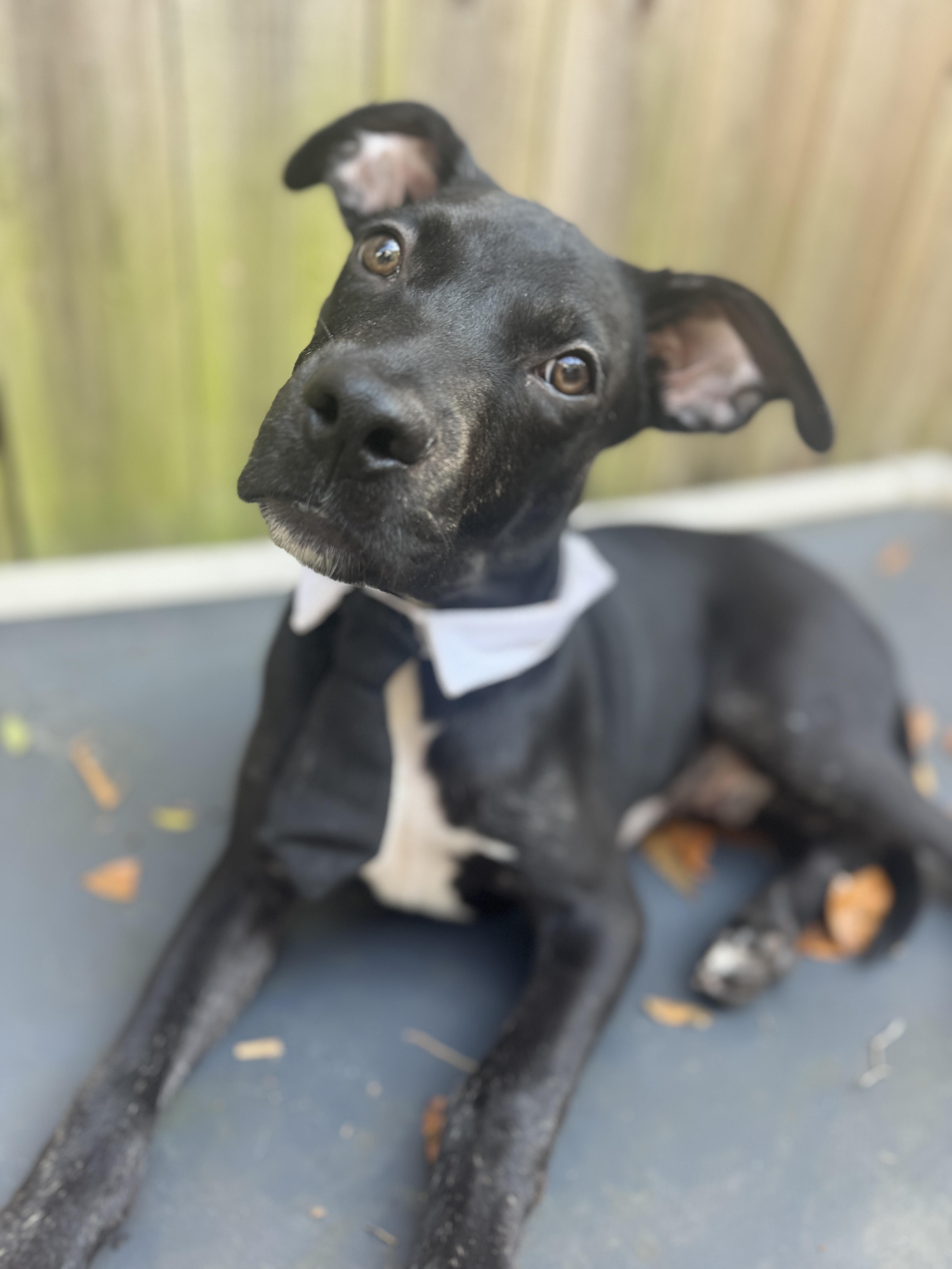 Enlarge Batman, a Adoptable mixed breed in Navarre, FL image 4/4