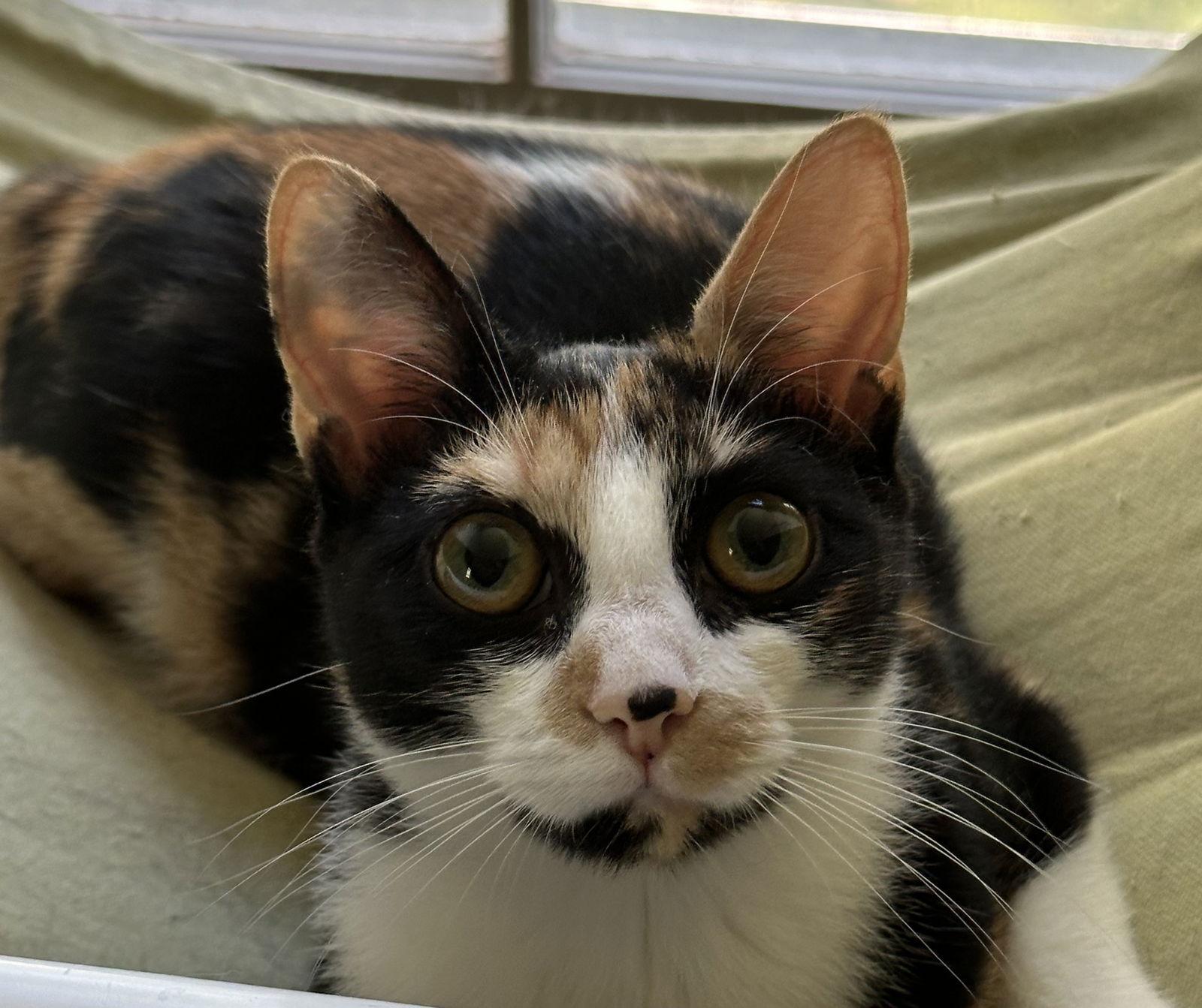 Enlarge Kix, a Adoptable Domestic Short Hair in Newtown Square, PA image 1/3