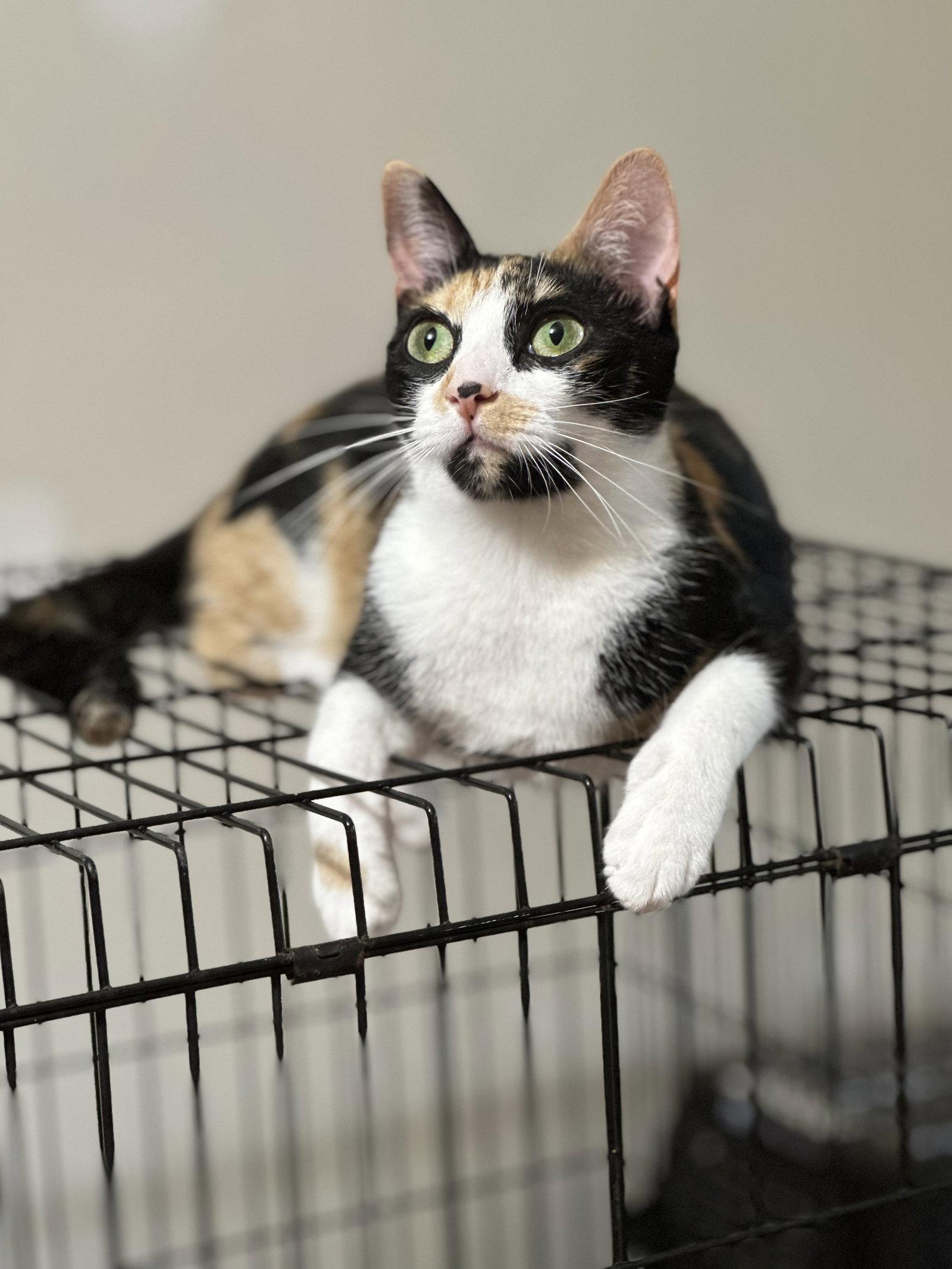 Kix, Adoptable, Young Female Domestic Short Hair.